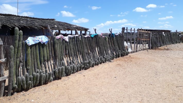Showing Cactus Fence with clothes on top